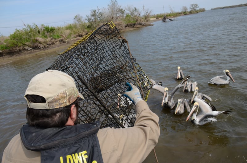 pelicans watching LDWF agent handle trap