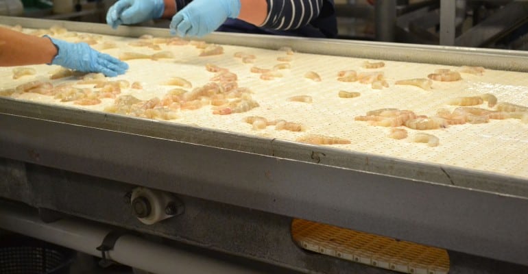 shrimp on conveyor belt at processing factory