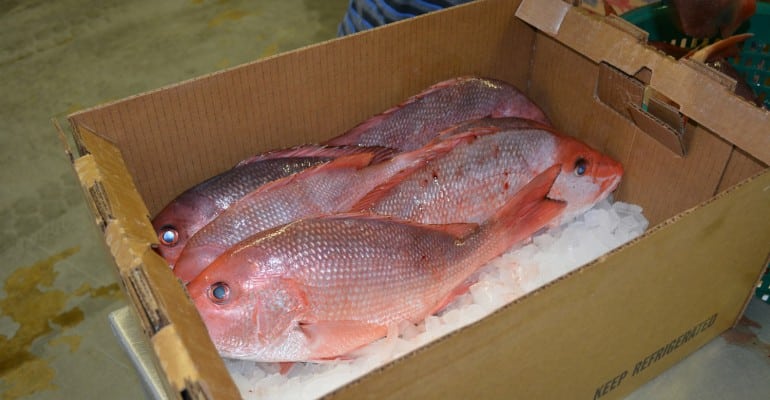 red snapper on ice in a cardboard box