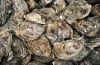 oyster shells