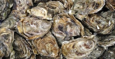 oyster shells