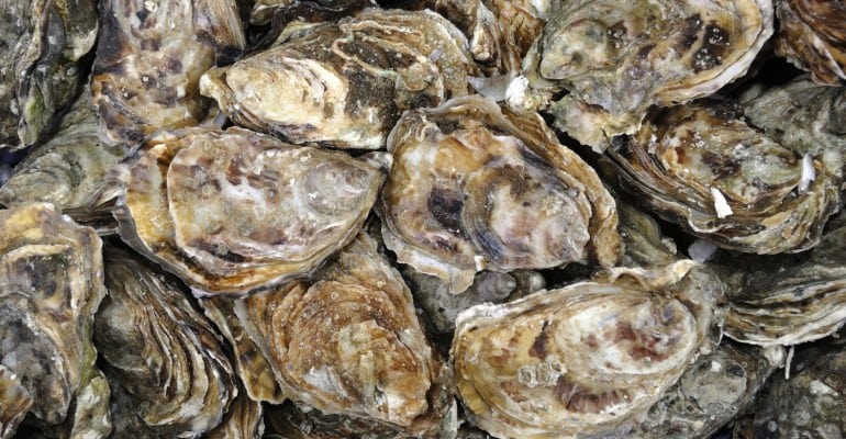 oyster shells