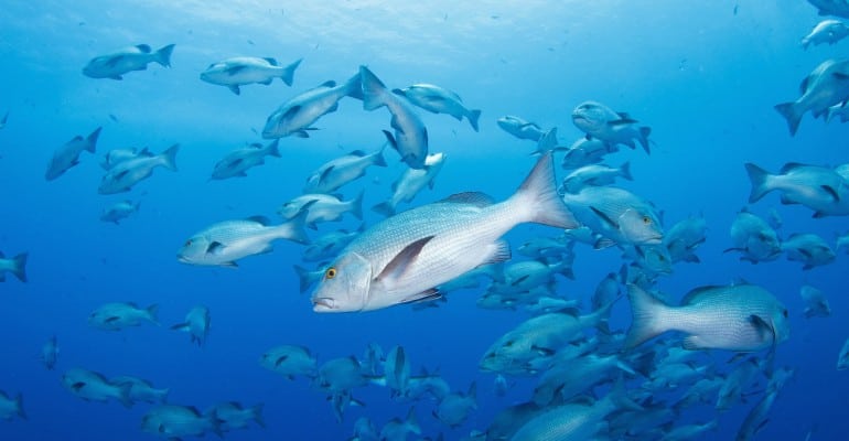 school of red snapper swimming in blue water