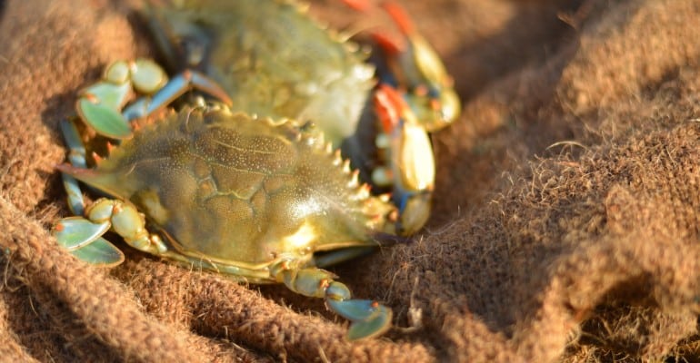 Louisiana blue crabs