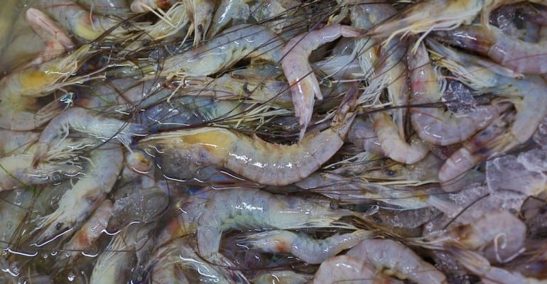 raw Louisiana shrimp