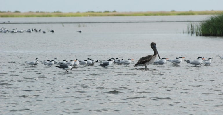 shorebirds and pelican in shallow water at Grand Isle