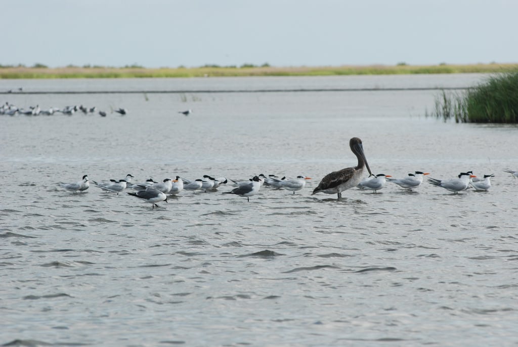 shorebirds and pelican in shallow water at Grand Isle