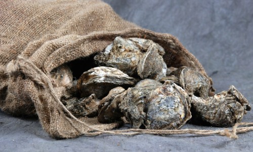 oysters spilling out of a sack