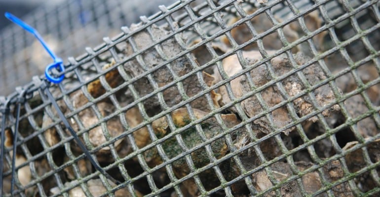 LA Fisheries Forward caged oysters