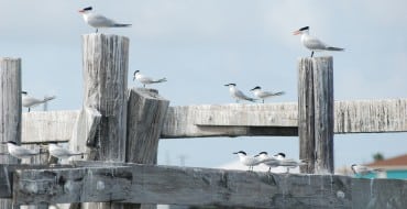 birds on a pier