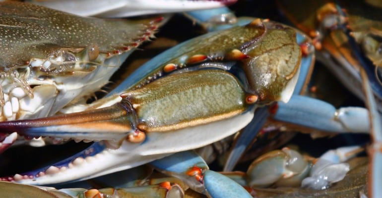 group of Louisiana blue crabs