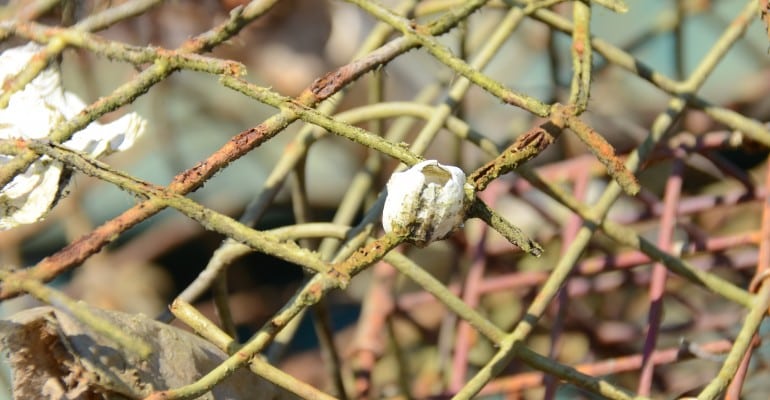 derelict crab trap