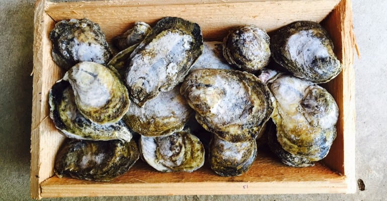 Raw oysters in wooden crate