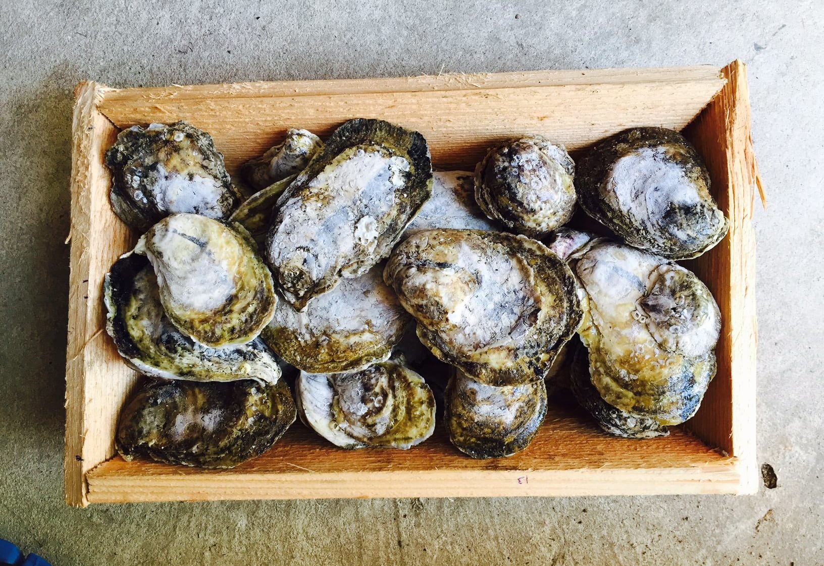 Raw oysters in wooden crate