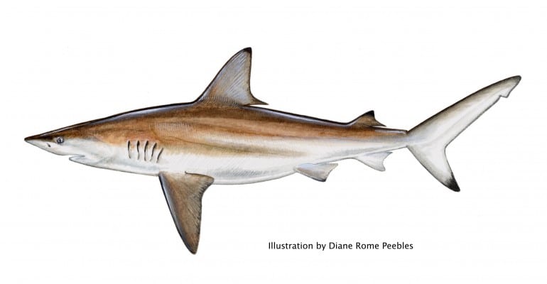 blacktip shark