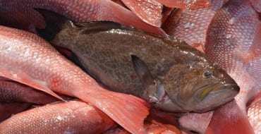 red snapper