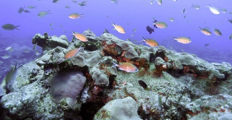 reef fish swimming in Flower Banks; photo from NOAA