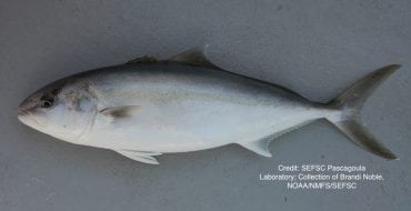 greater amberjack