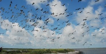 birds in flight along Louisiana coastline