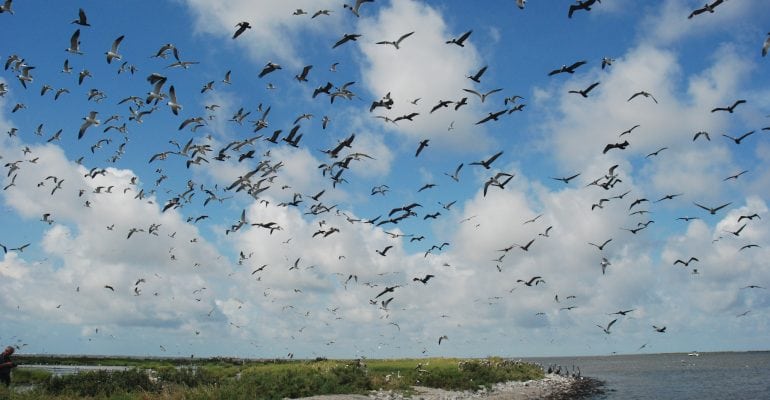 birds in flight along Louisiana coastline