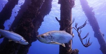 tarpon swimming around submerged pipes