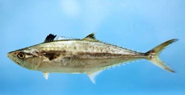 king mackerel swimming