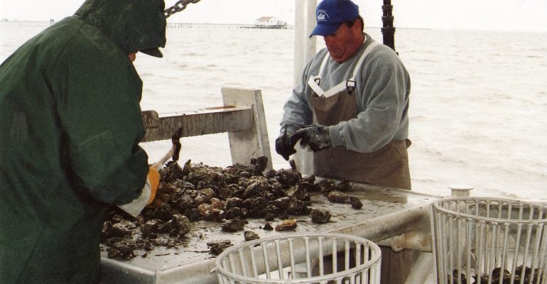 fishermen culling oysters on boat deck