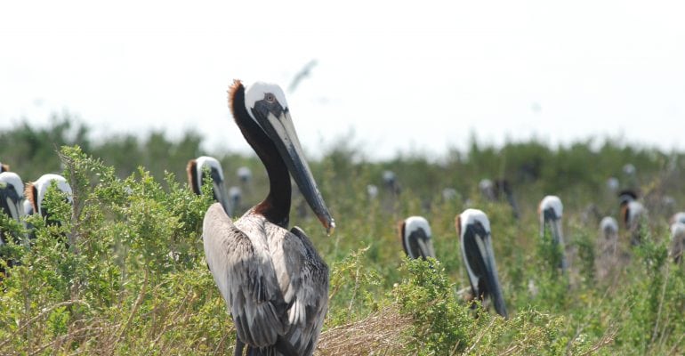 pelicans