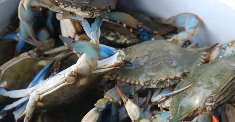 blue crabs