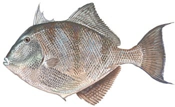 illustration of gray triggerfish