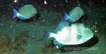 Gray triggerfish swimming along sea bottom