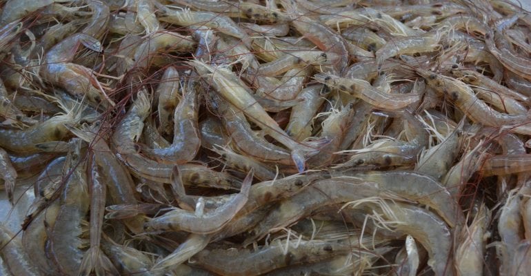 pile fresh caught shrimp