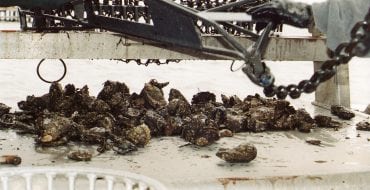 Images of freshly caught oysters