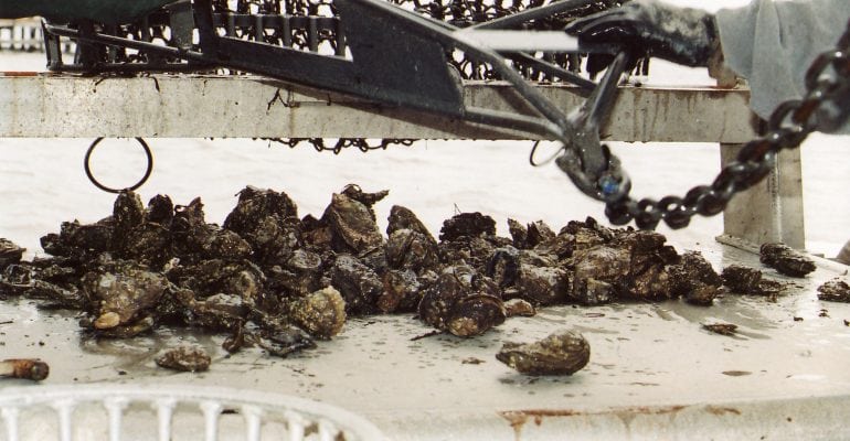 Images of freshly caught oysters