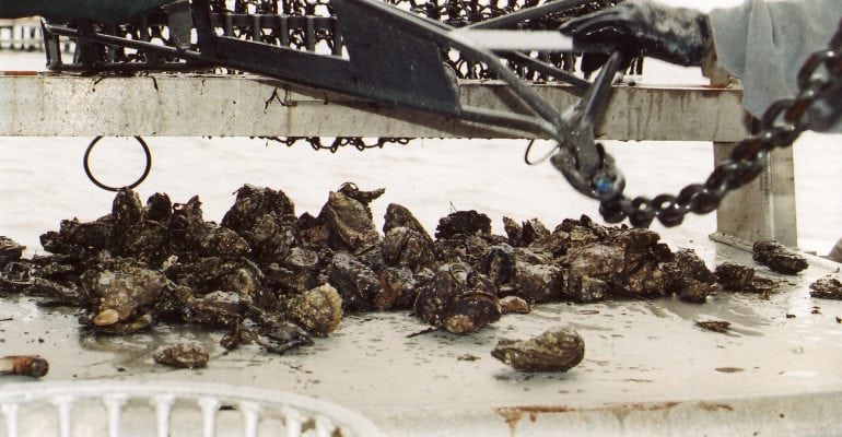 Oyster Harvest Reopened in East Portion of Calcasieu Lake