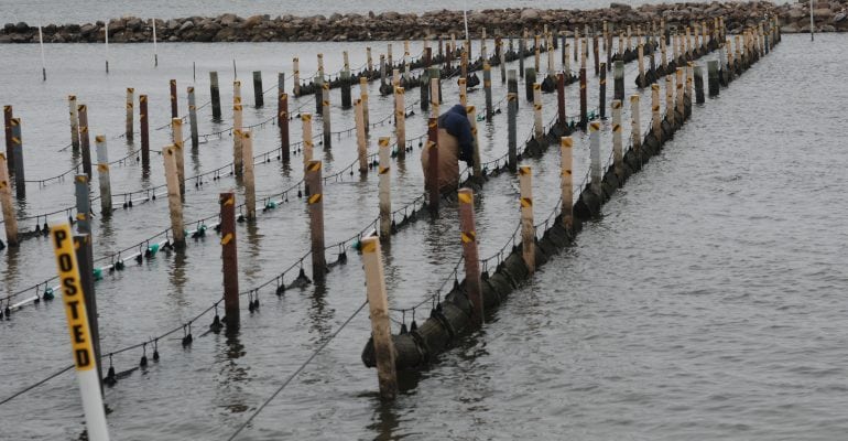 oyster farm