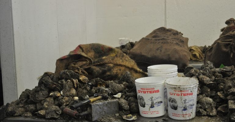 Image of fresh oysters waiting to be cleaned and shucked