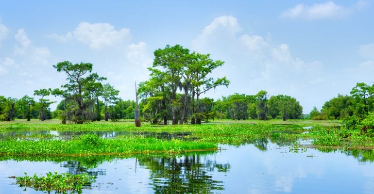 Photo of a typical landscape of the Atchafalaya River Basin