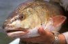 Close up of redfish face