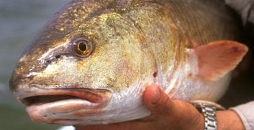 Close up of redfish face