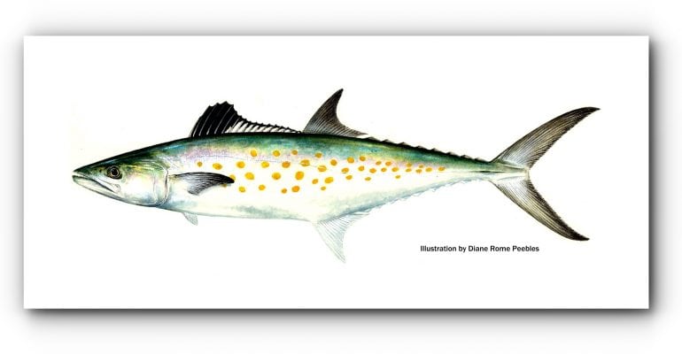 Drawing of a Spanish mackerel by Diane Rome Peebles