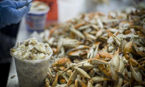 JC2_5254 cleaning crabs