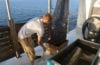 deckhand unloading shrimp from skimmer net on boat deck