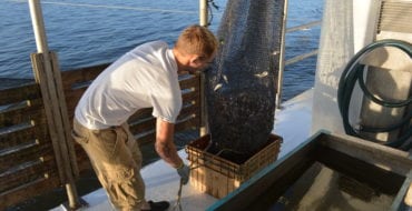 deckhand unloading shrimp from skimmer net on boat deck