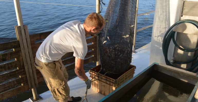 deckhand unloading shrimp from skimmer net on boat deck