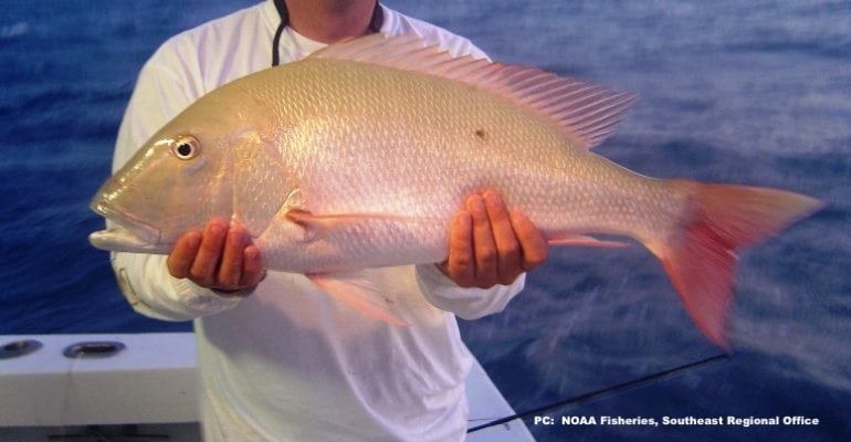 Man holding mutton snapper on boat