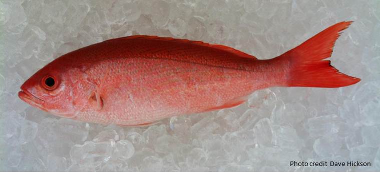 Fresh vermilion snapper on ice
