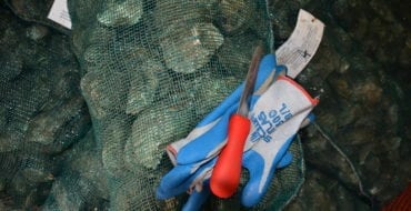 sacks of oysters with shucking tool and gloves on top