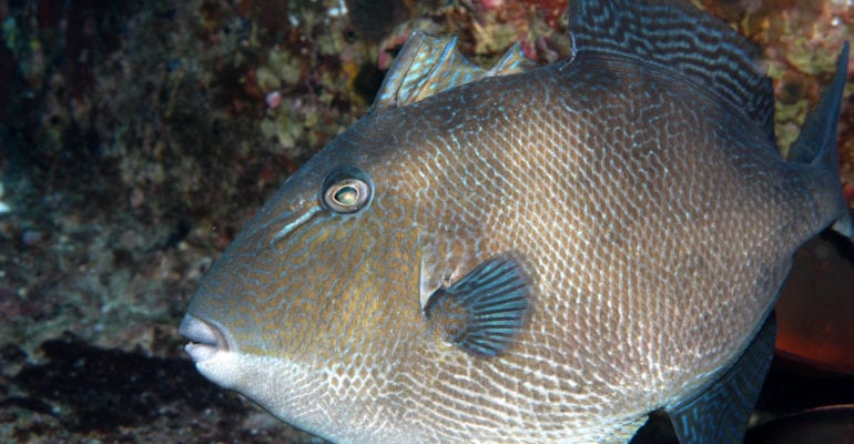 gray triggerfish