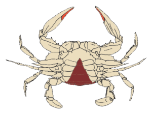 illustration of immature female crab
